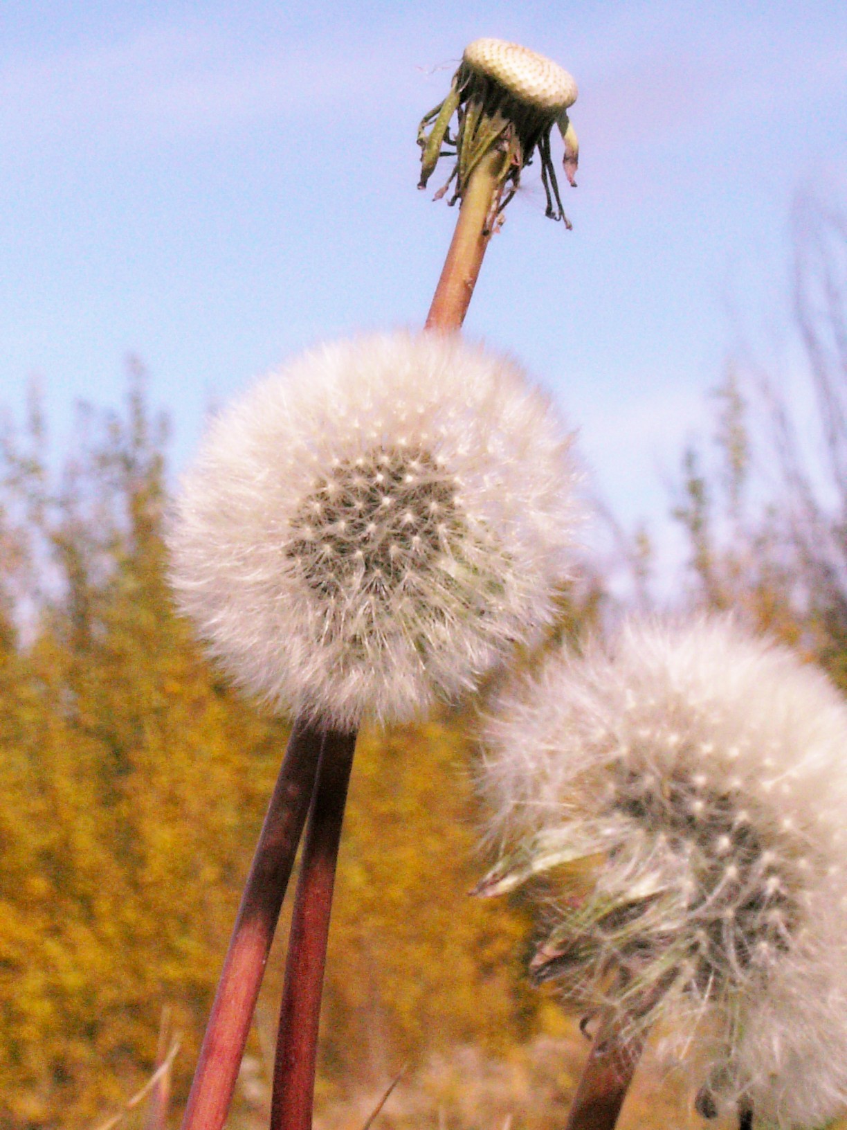 3dandilionfluffs.jpg